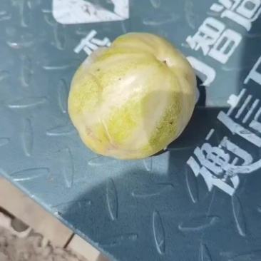 大地香瓜