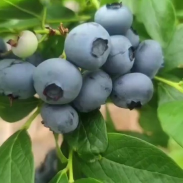 长白山蓝莓晚果头茬鲜香甜杜克喜欢联系我保质量
