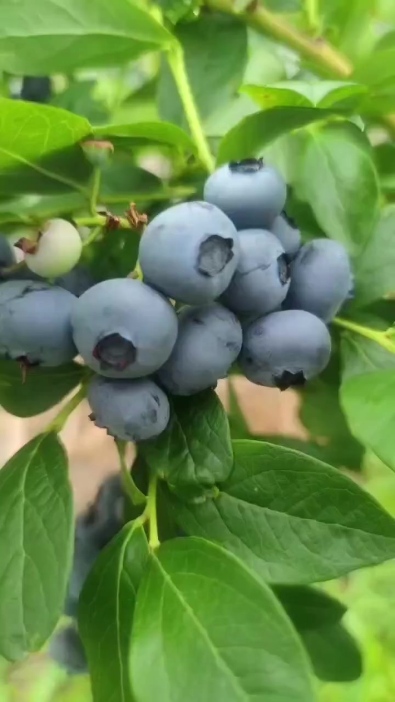 长白山蓝莓晚果头茬鲜香甜杜克喜欢联系我保质量