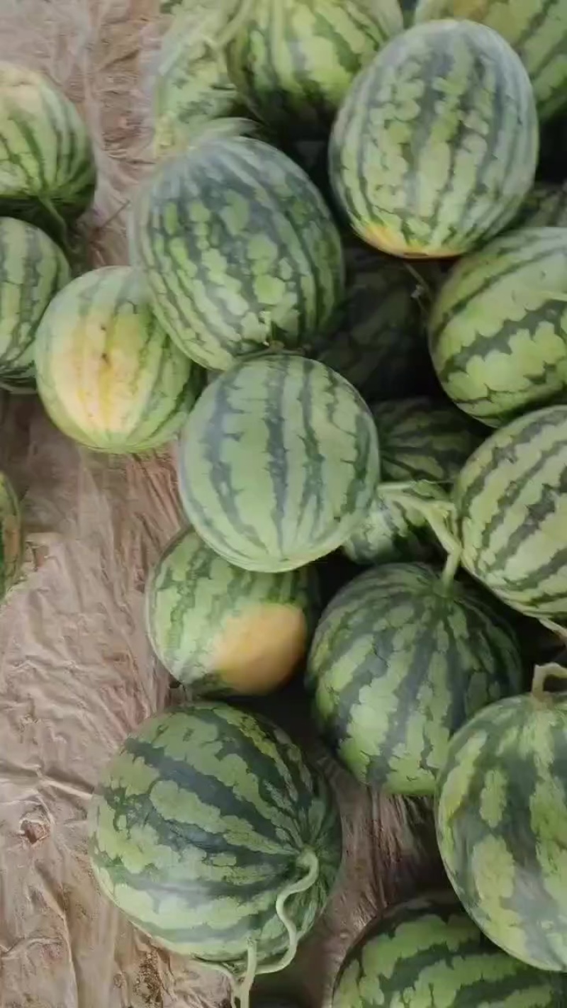 二茬有籽麒麟瓜，大量有货，需要的客户联系我