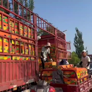 精品麒麟（就这味儿品牌专用箱五颗星）