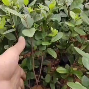 菲油果苗