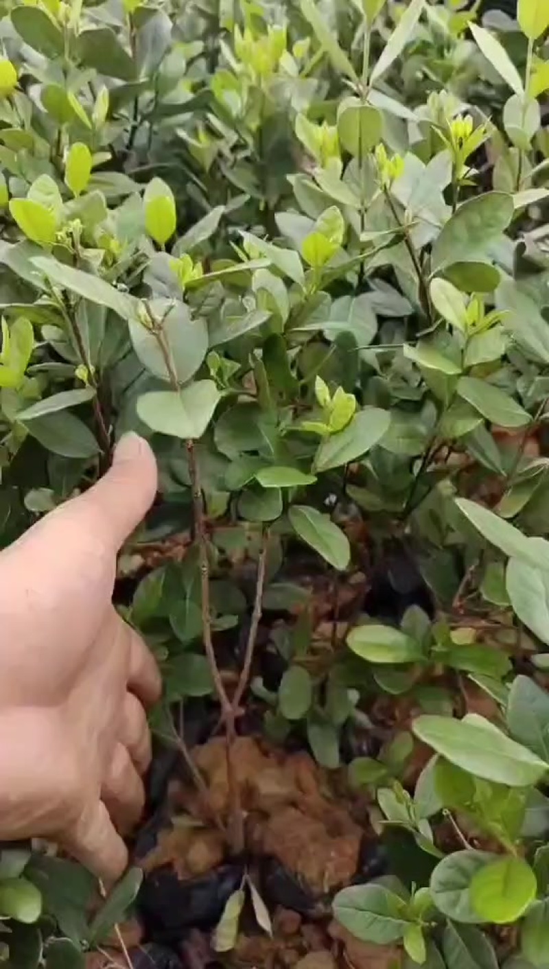 菲油果苗