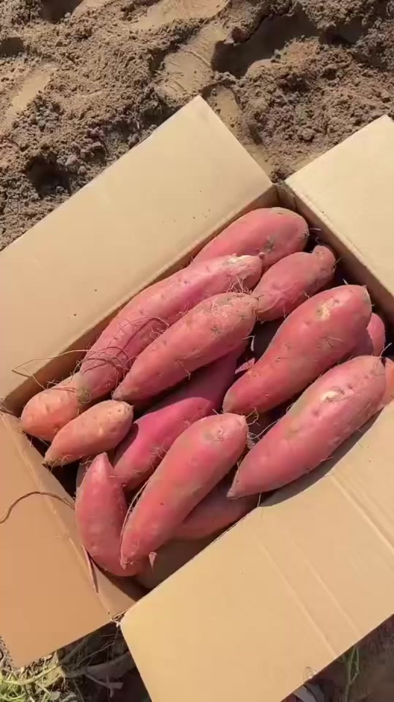 烟薯25