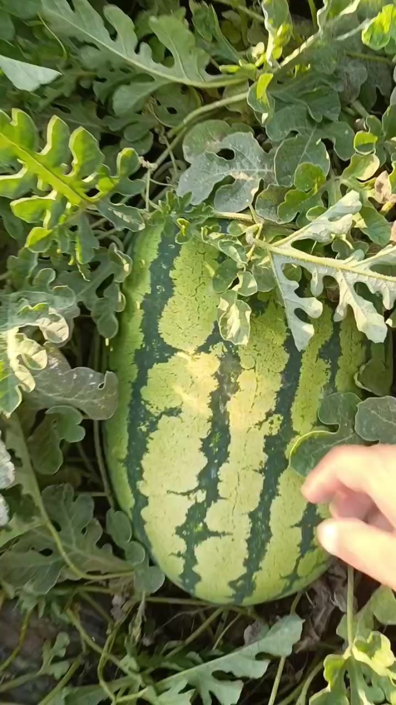 宁夏硒砂瓜