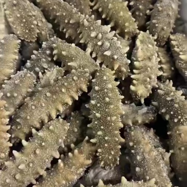 海参