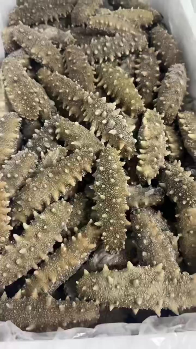 海参