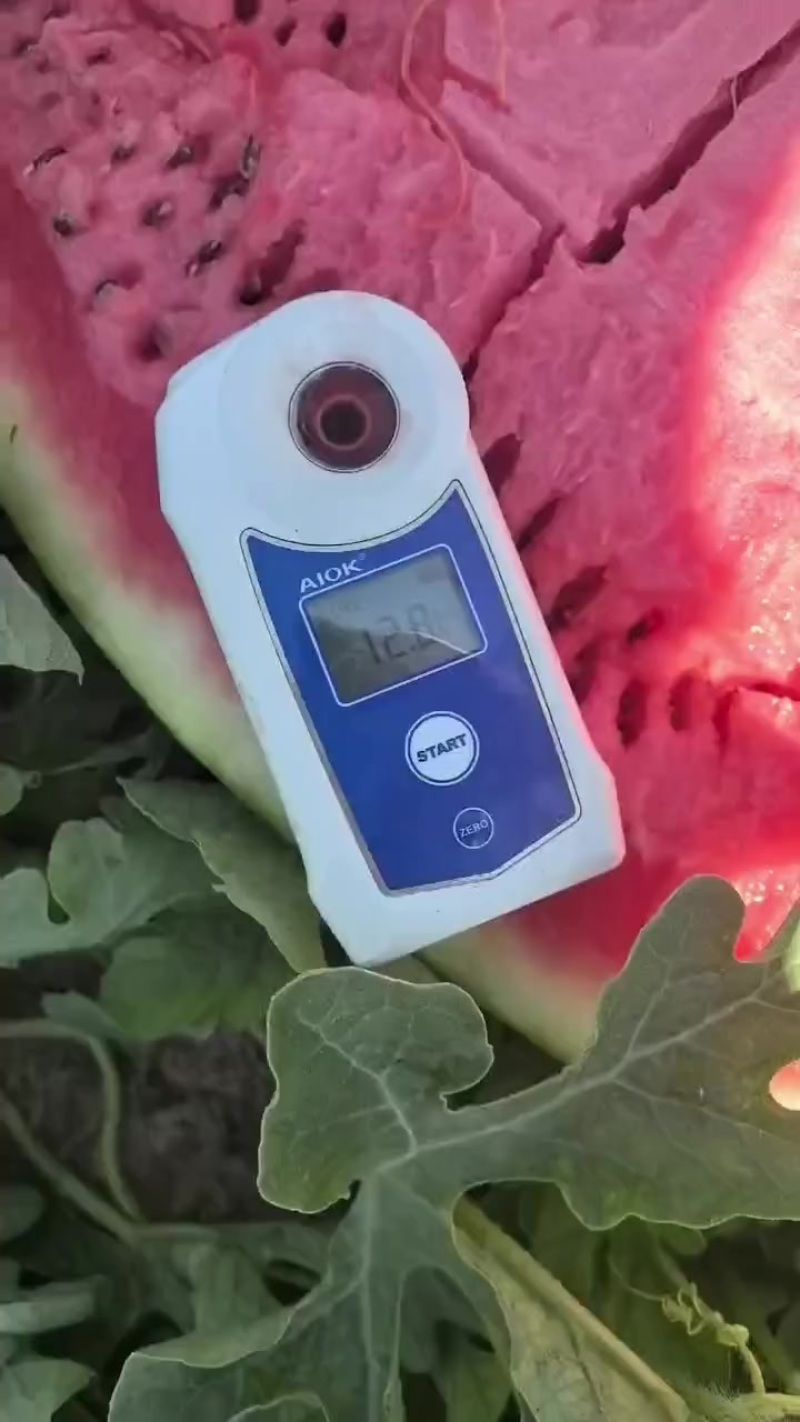 宁夏硒砂瓜