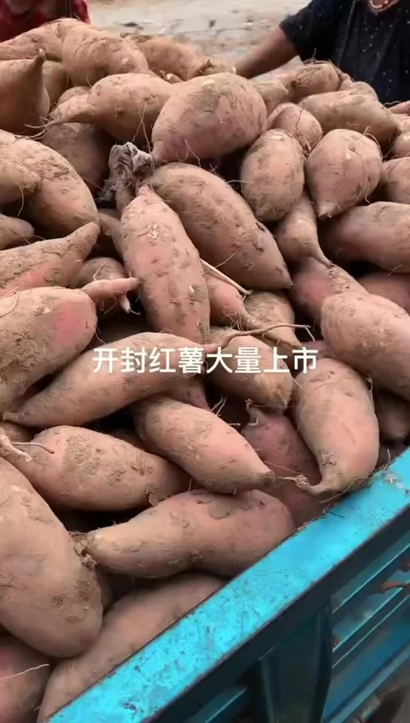 开封龙九红薯