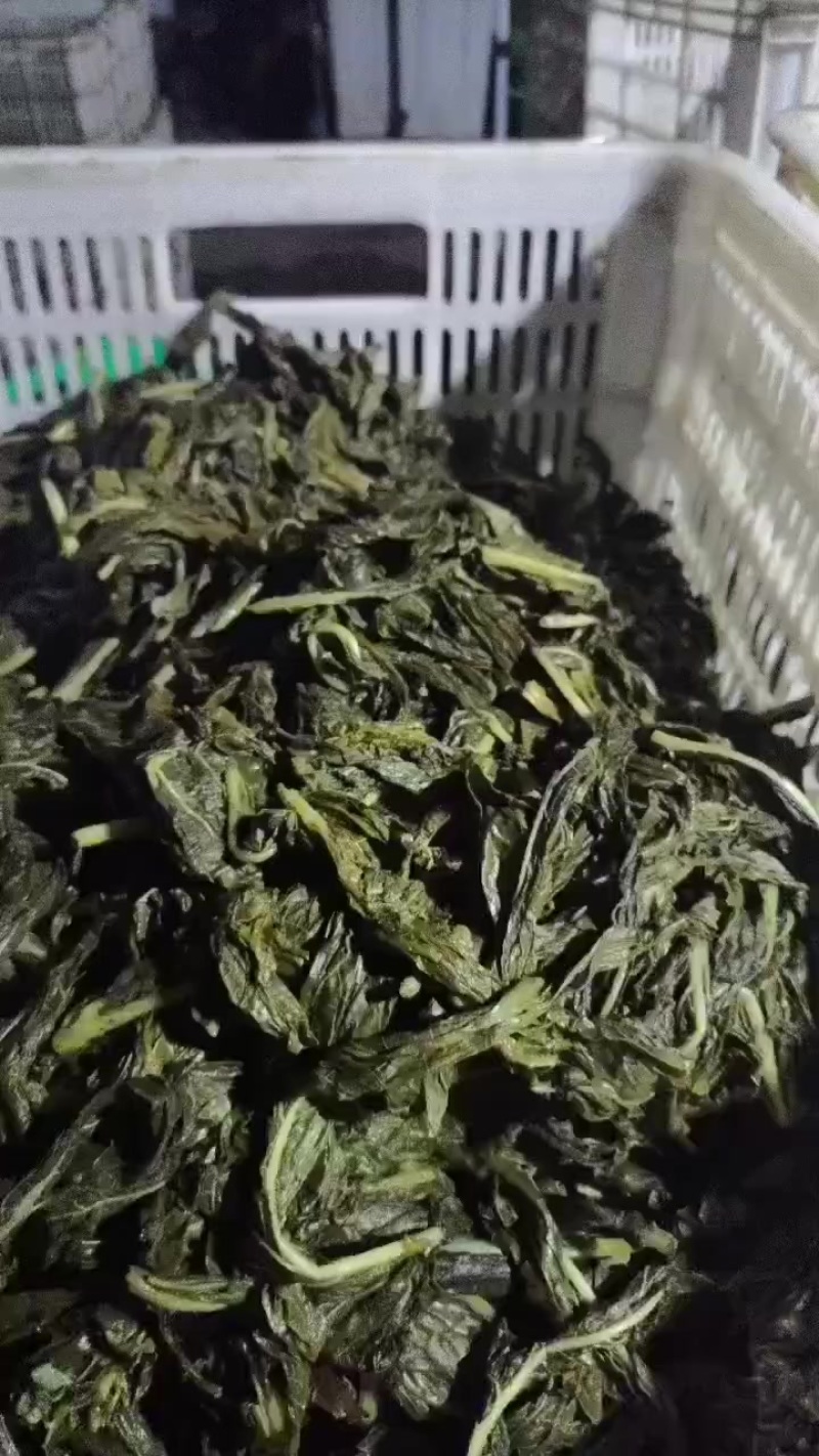 周口湿芝麻叶