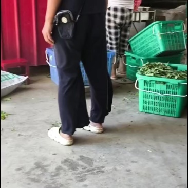 鲜芝麻叶