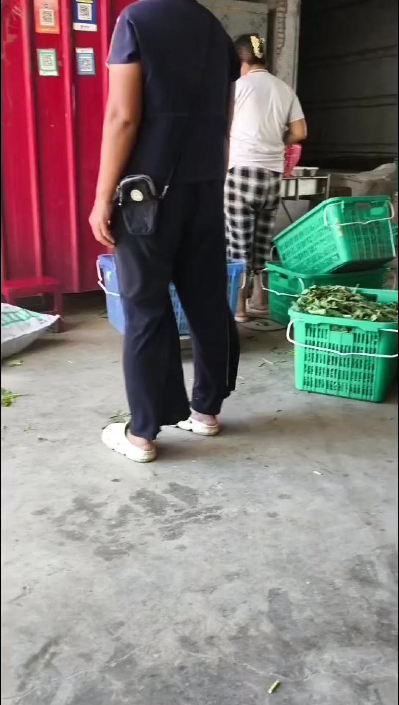 鲜芝麻叶