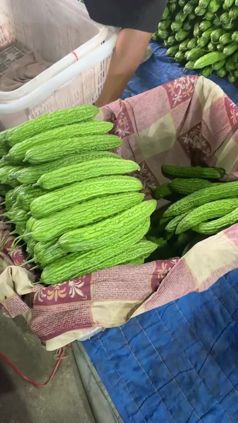 兰陵苦瓜量大质量好价格便宜超市市场加工欢迎采购