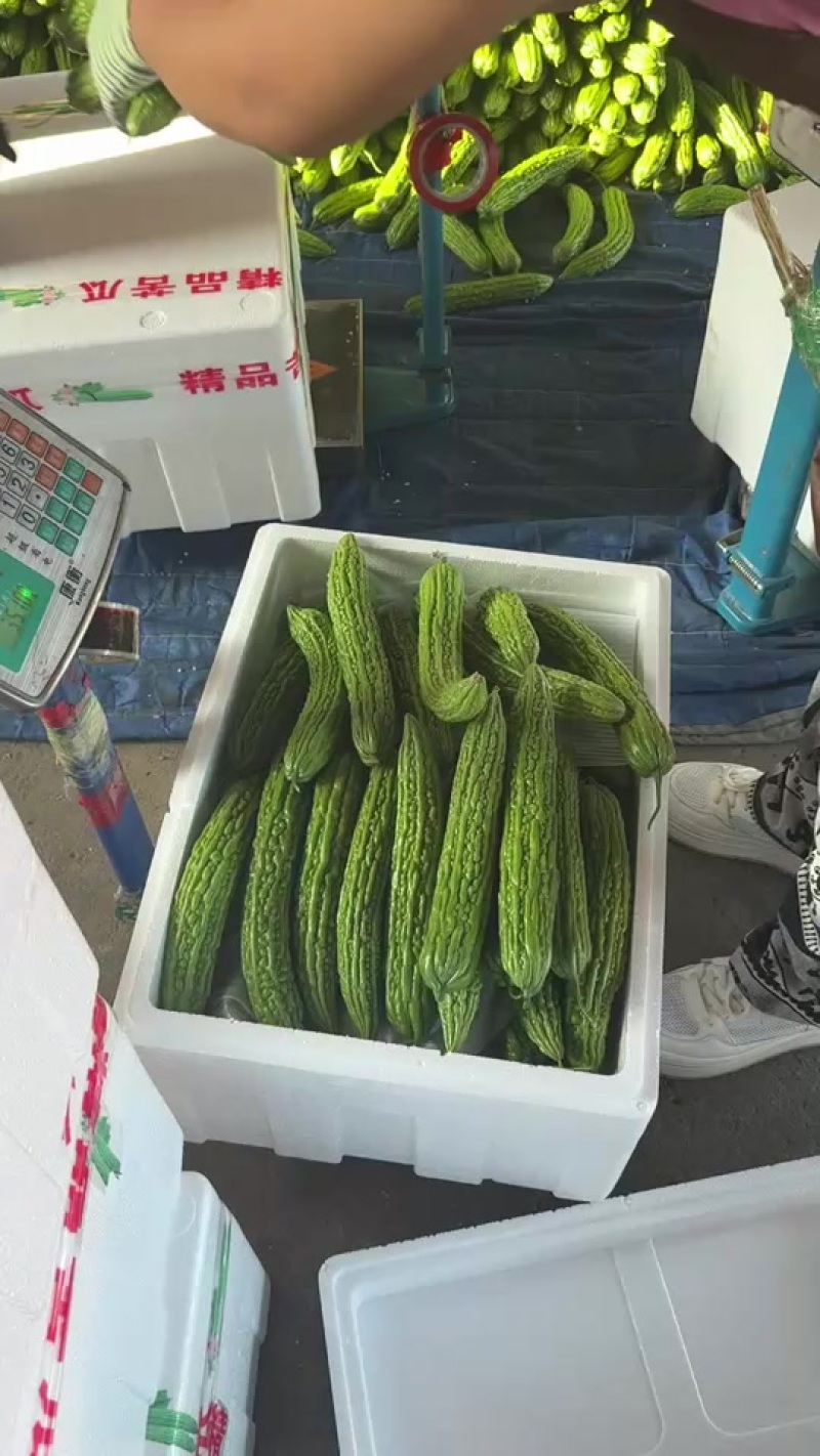 兰陵苦瓜量大质量好价格便宜超市市场加工欢迎采购