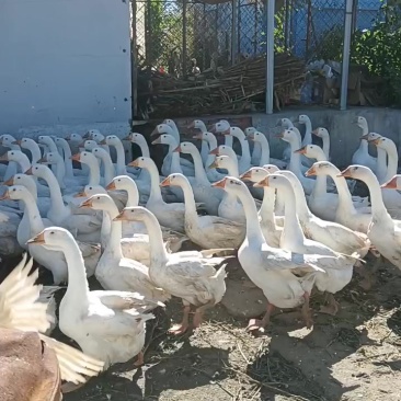 大鹅