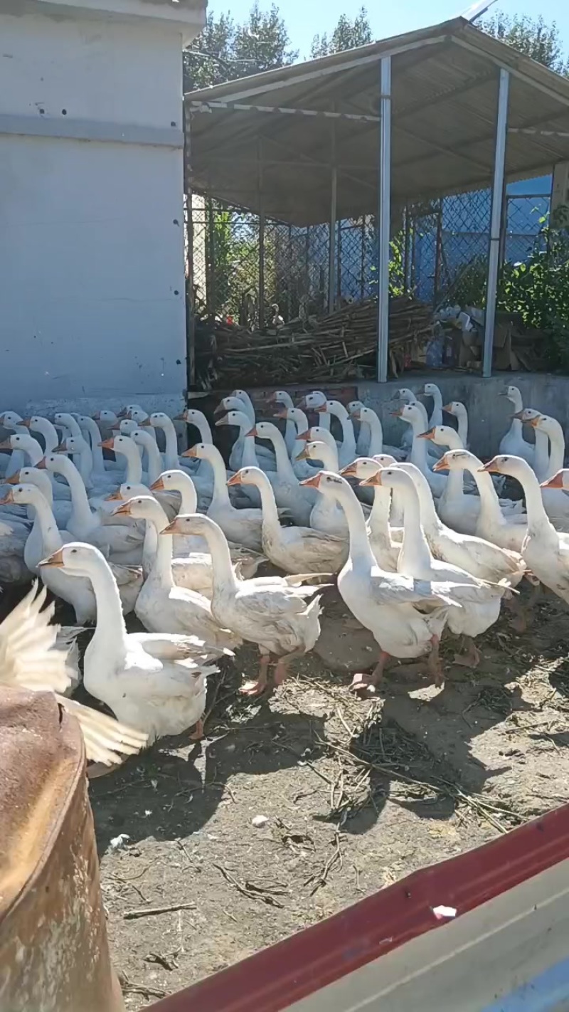 大鹅