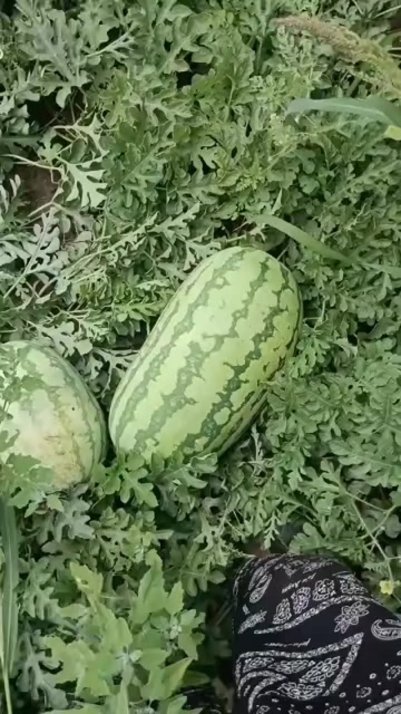 西瓜
