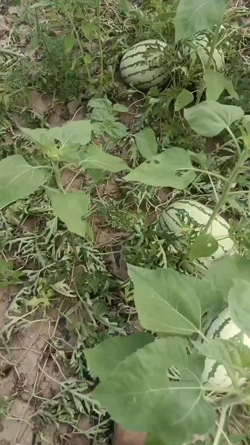 西瓜