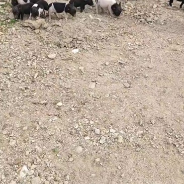 常年出售巴马香猪仔小母猪肥猪