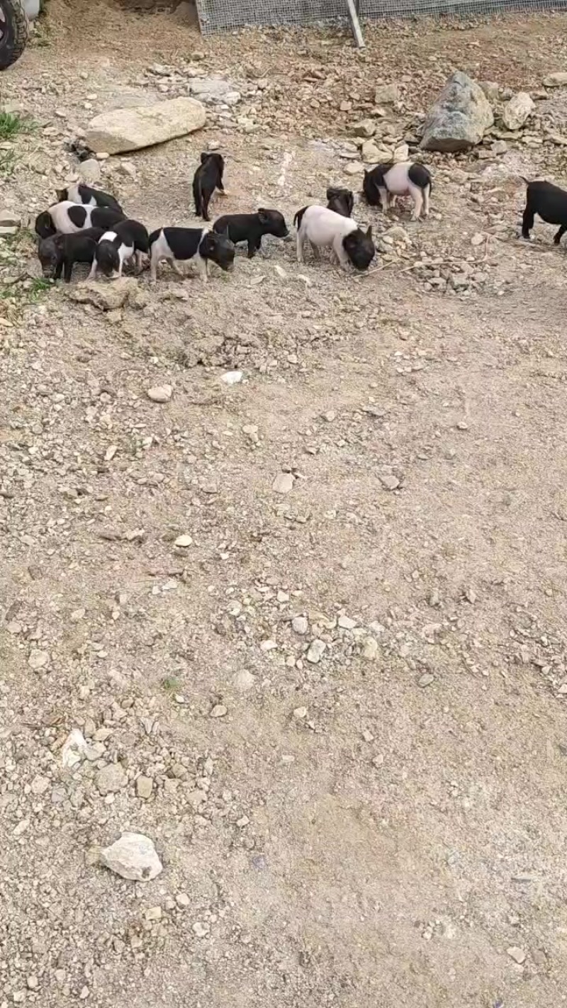常年出售巴马香猪仔小母猪肥猪