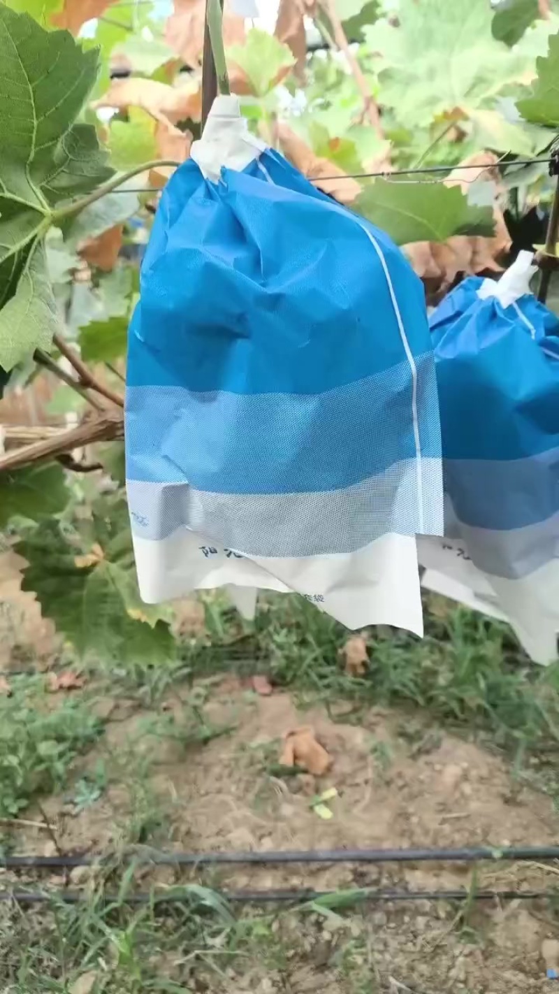阳光玫瑰