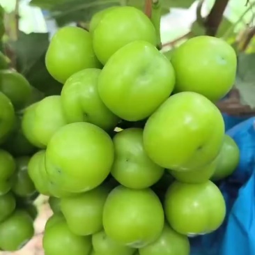 阳光玫瑰