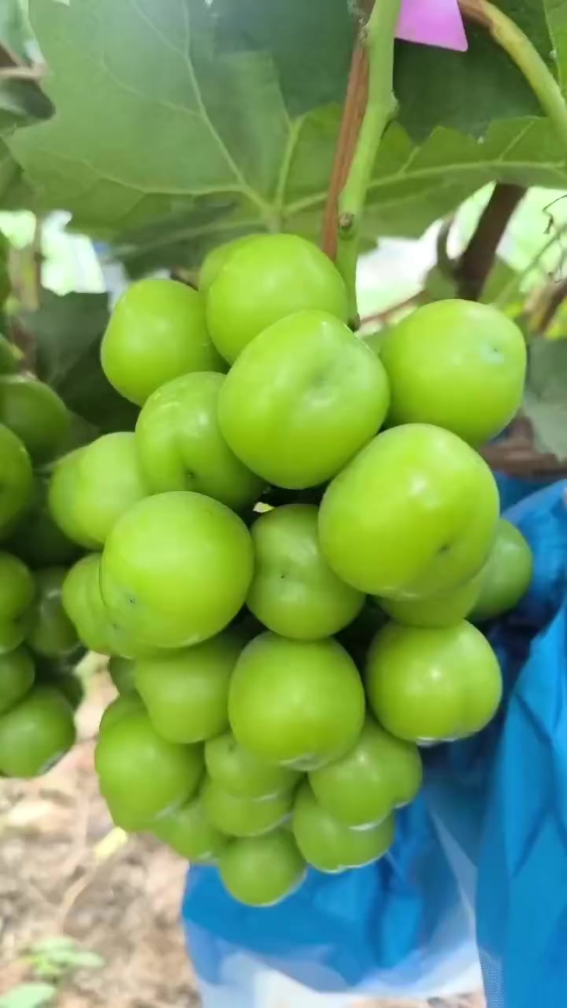 阳光玫瑰