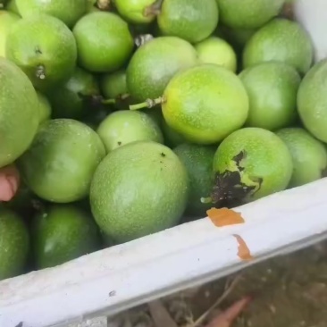 黄金百香果