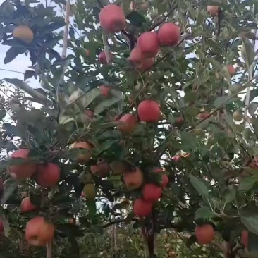 轻微苞点红思尼克大量