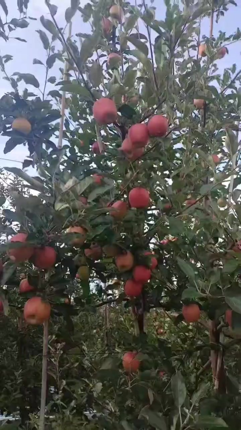 轻微苞点红思尼克大量
