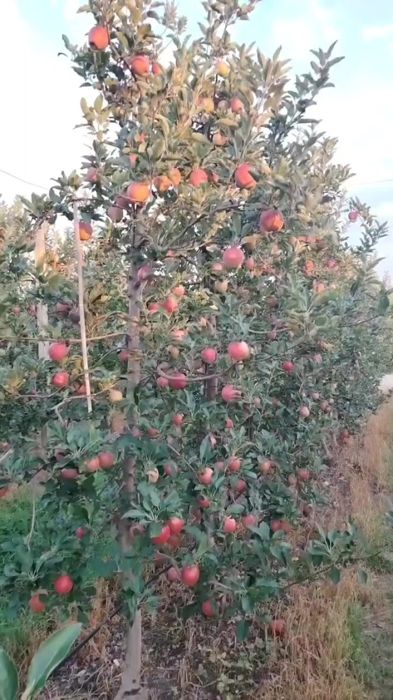 轻微苞点红思尼克大量