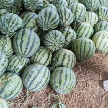 盐城收二茬西瓜