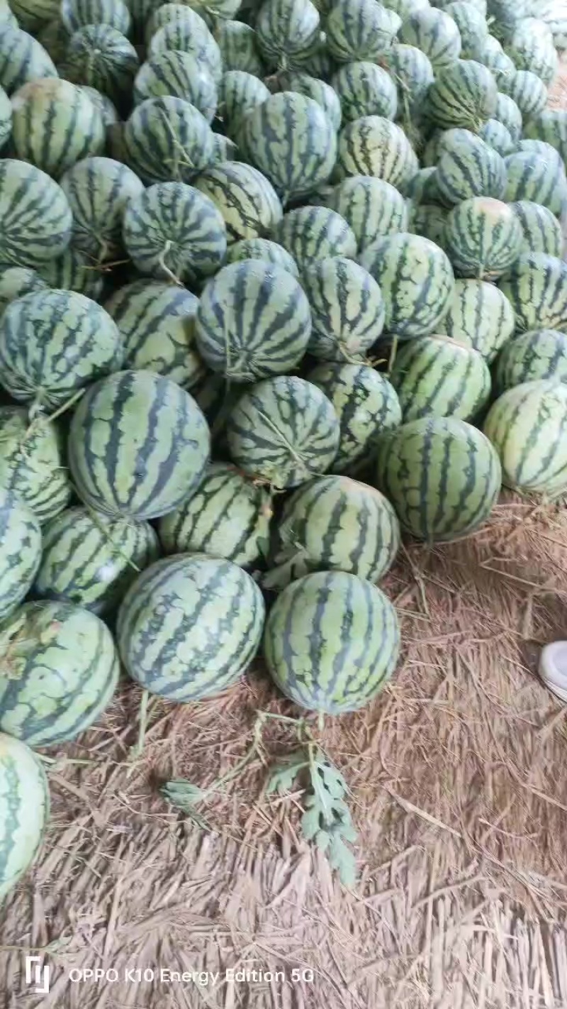 盐城收二茬西瓜