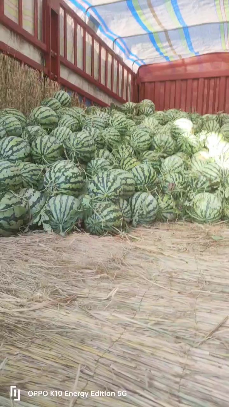 盐城收二茬西瓜