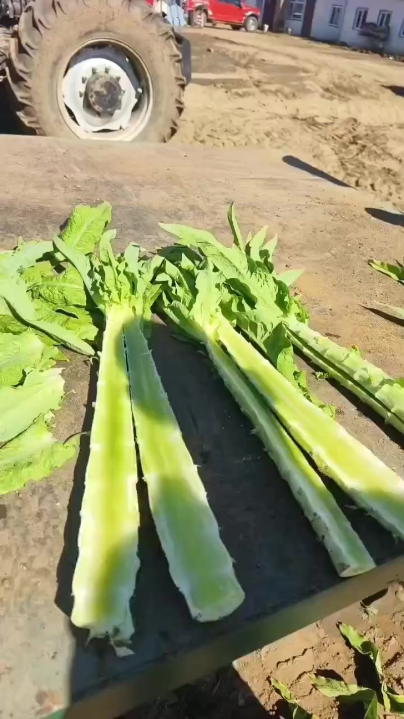 内蒙精品莴笋
