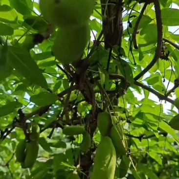 紫皮野生八月瓜，香糯可口精品八月瓜