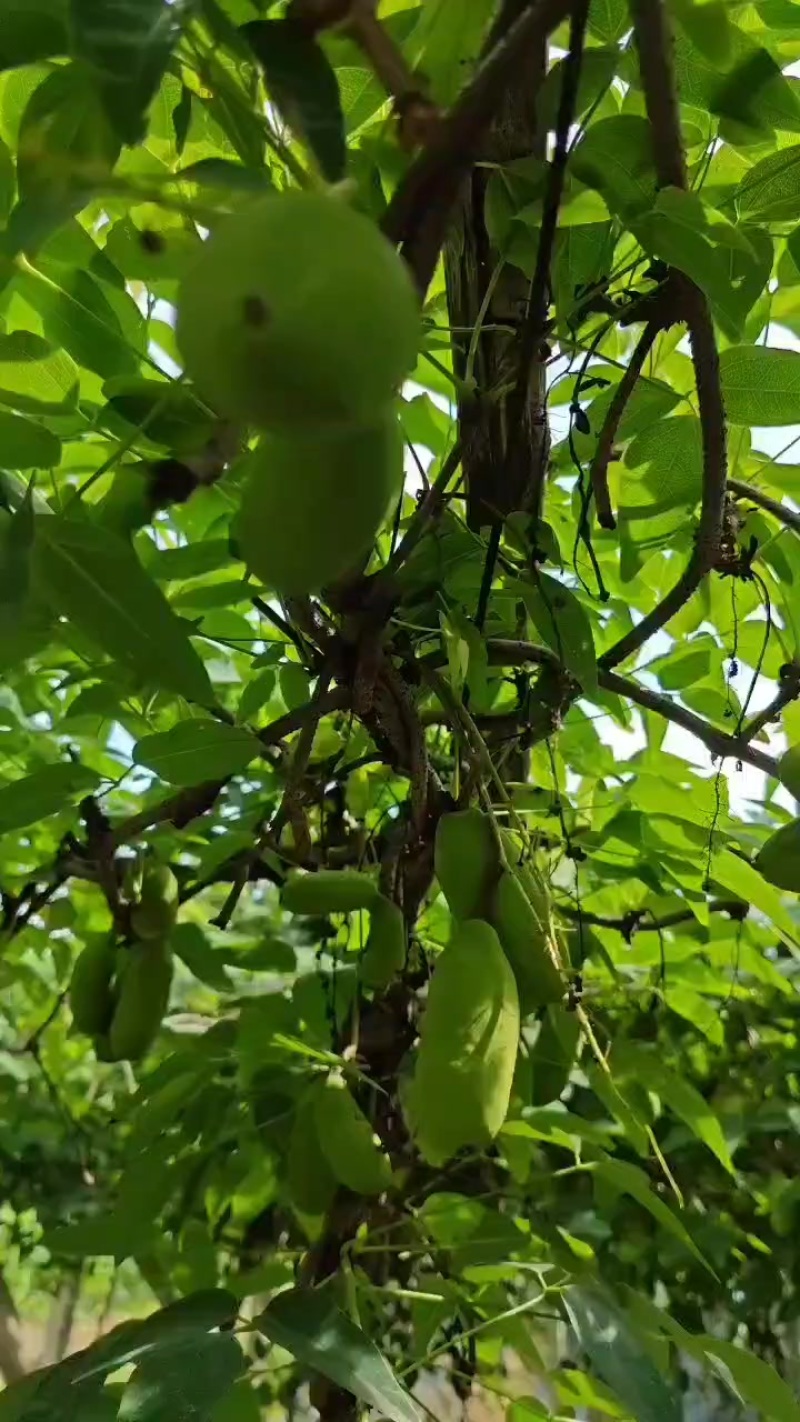 紫皮野生八月瓜，香糯可口精品八月瓜
