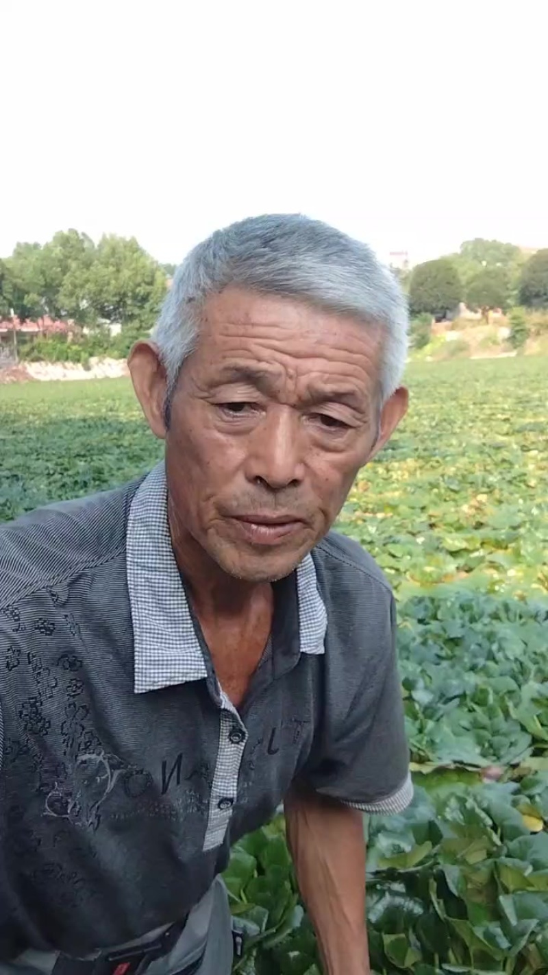 卖菱角