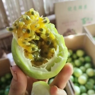 钦蜜9号黄金百香果