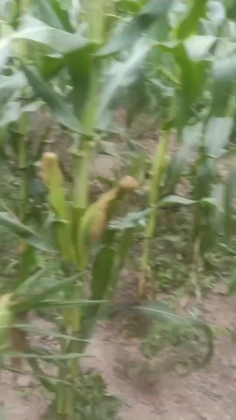 水果玉米