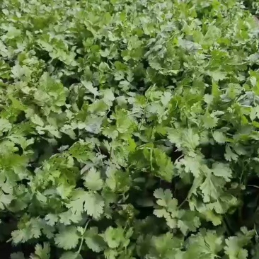精品香菜