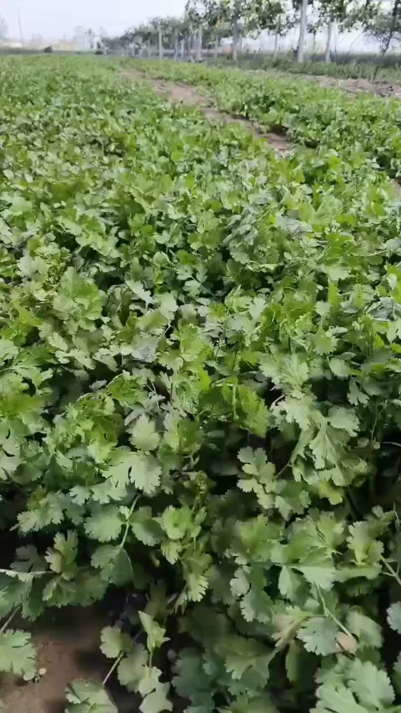 精品香菜