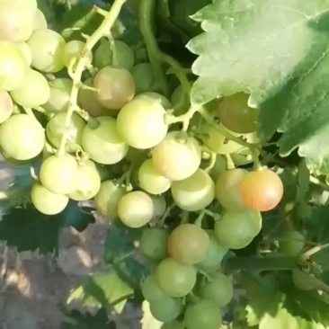 葡萄