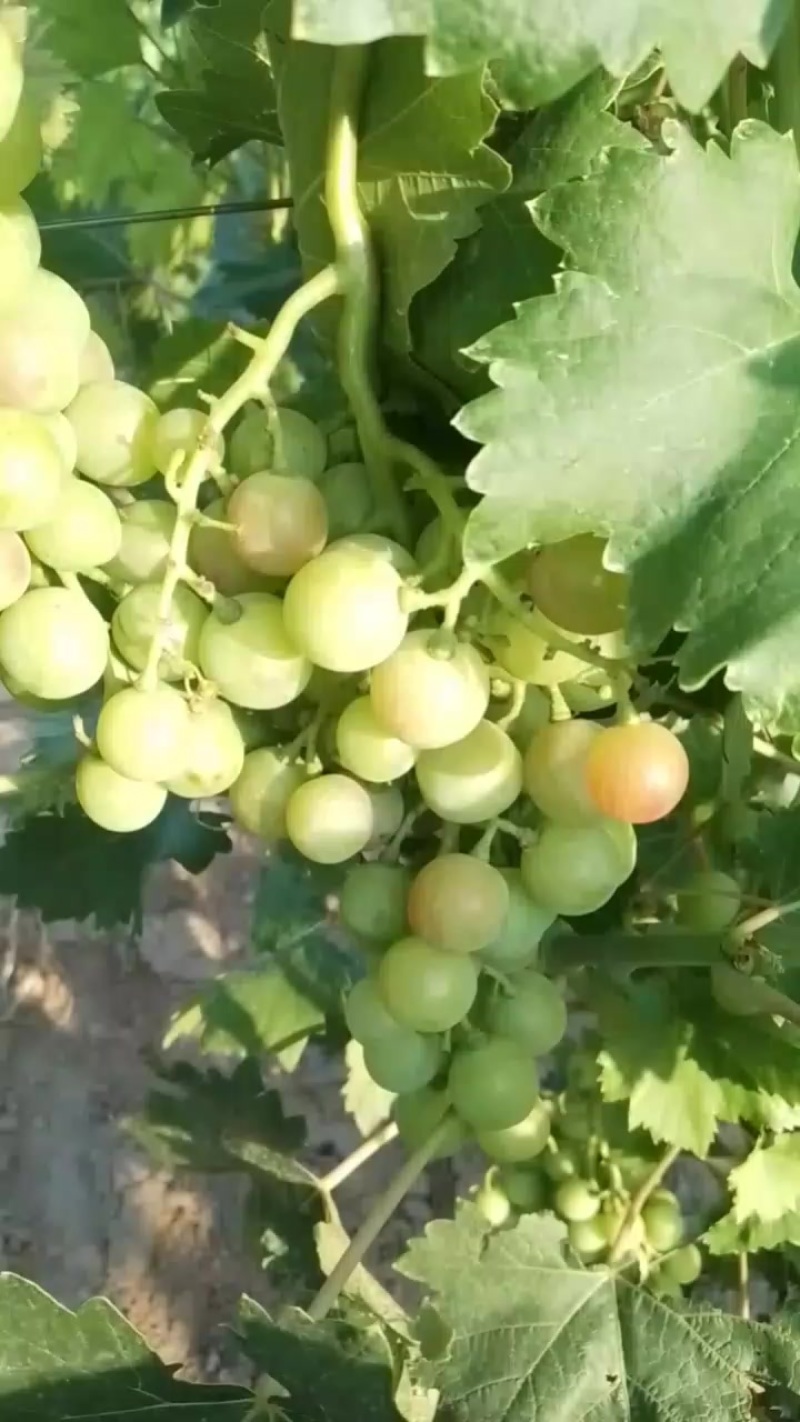 葡萄