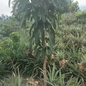 凤梨6元一个，自家山头中的。约有6000斤左右
