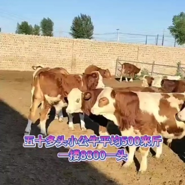 牛