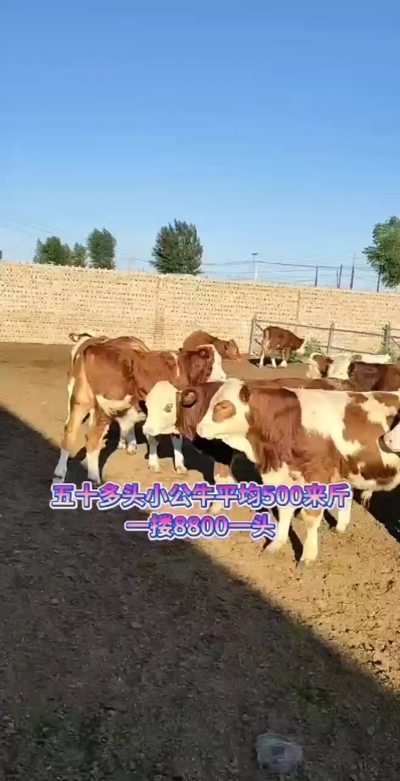 牛