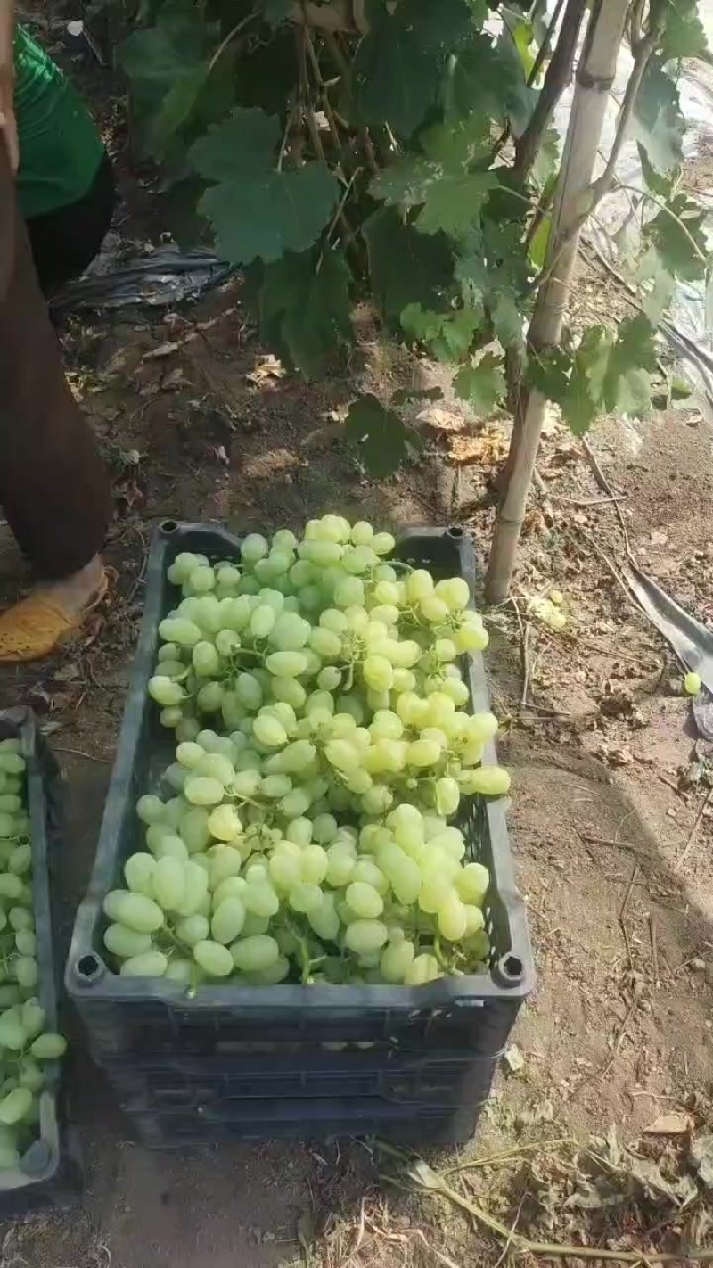 维多利亚葡萄