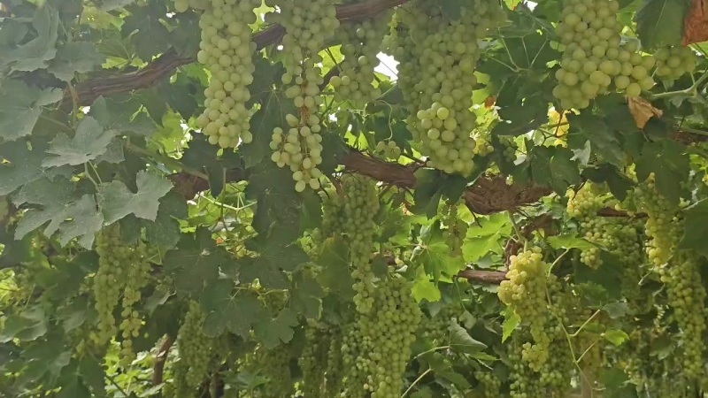 吐鲁番葡萄🍇无核白，白香妃