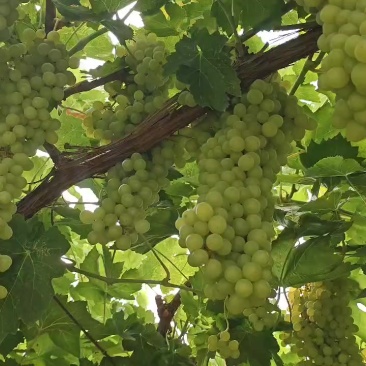 吐鲁番葡萄🍇无核白，白香妃